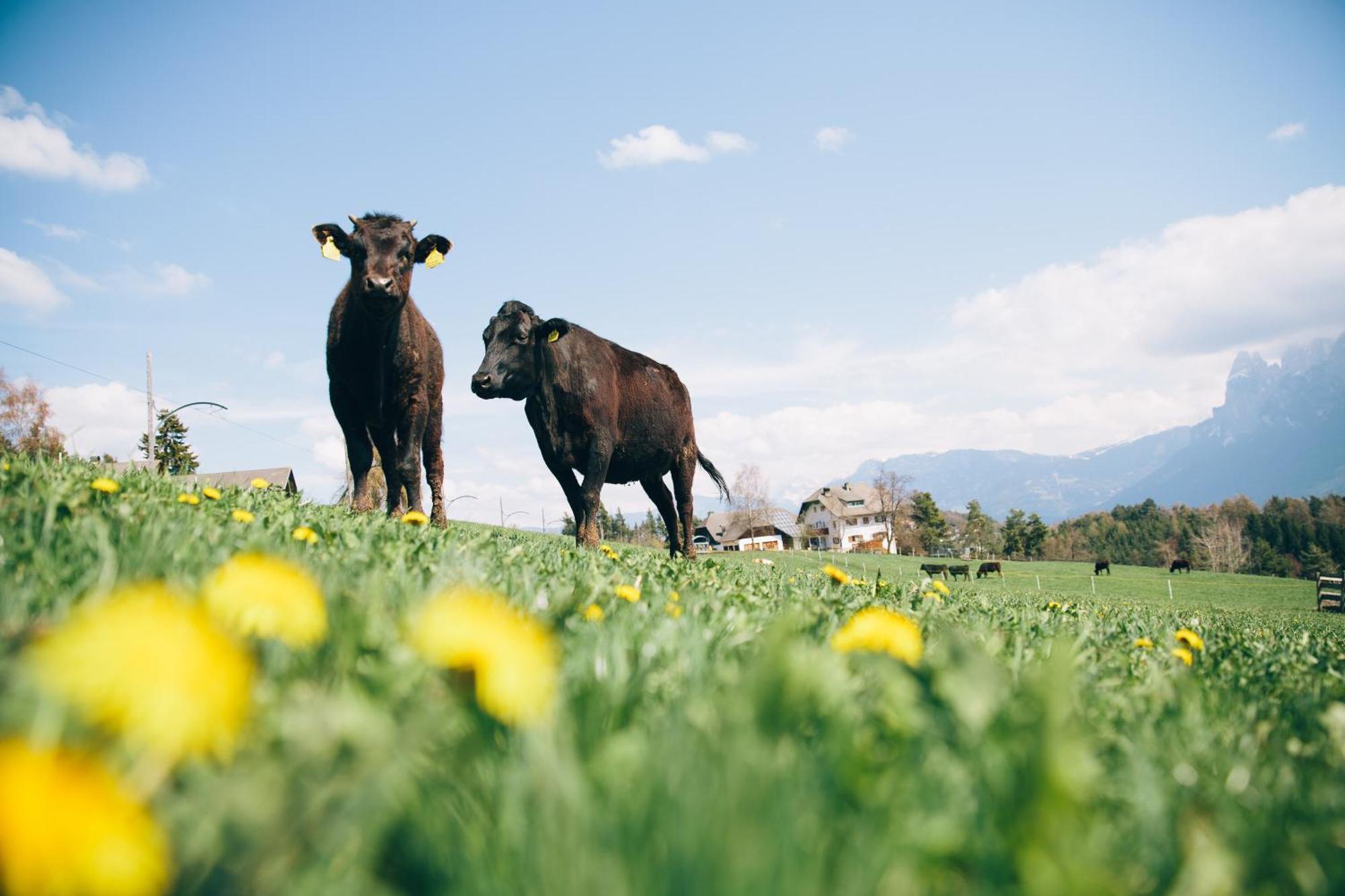Alpin Farm Birke - Oberweidacherhof Collalbo Εξωτερικό φωτογραφία