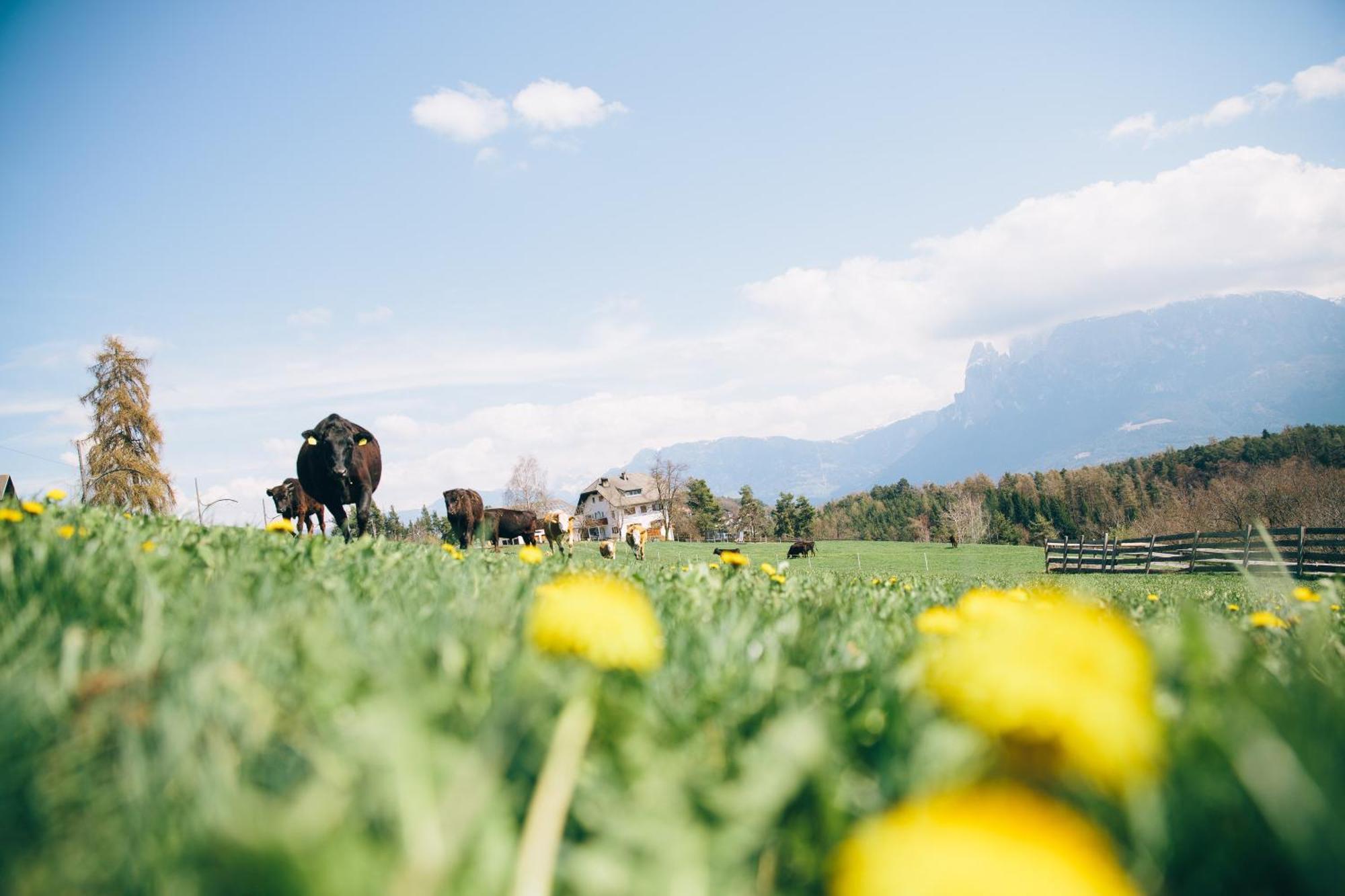 Alpin Farm Birke - Oberweidacherhof Collalbo Εξωτερικό φωτογραφία