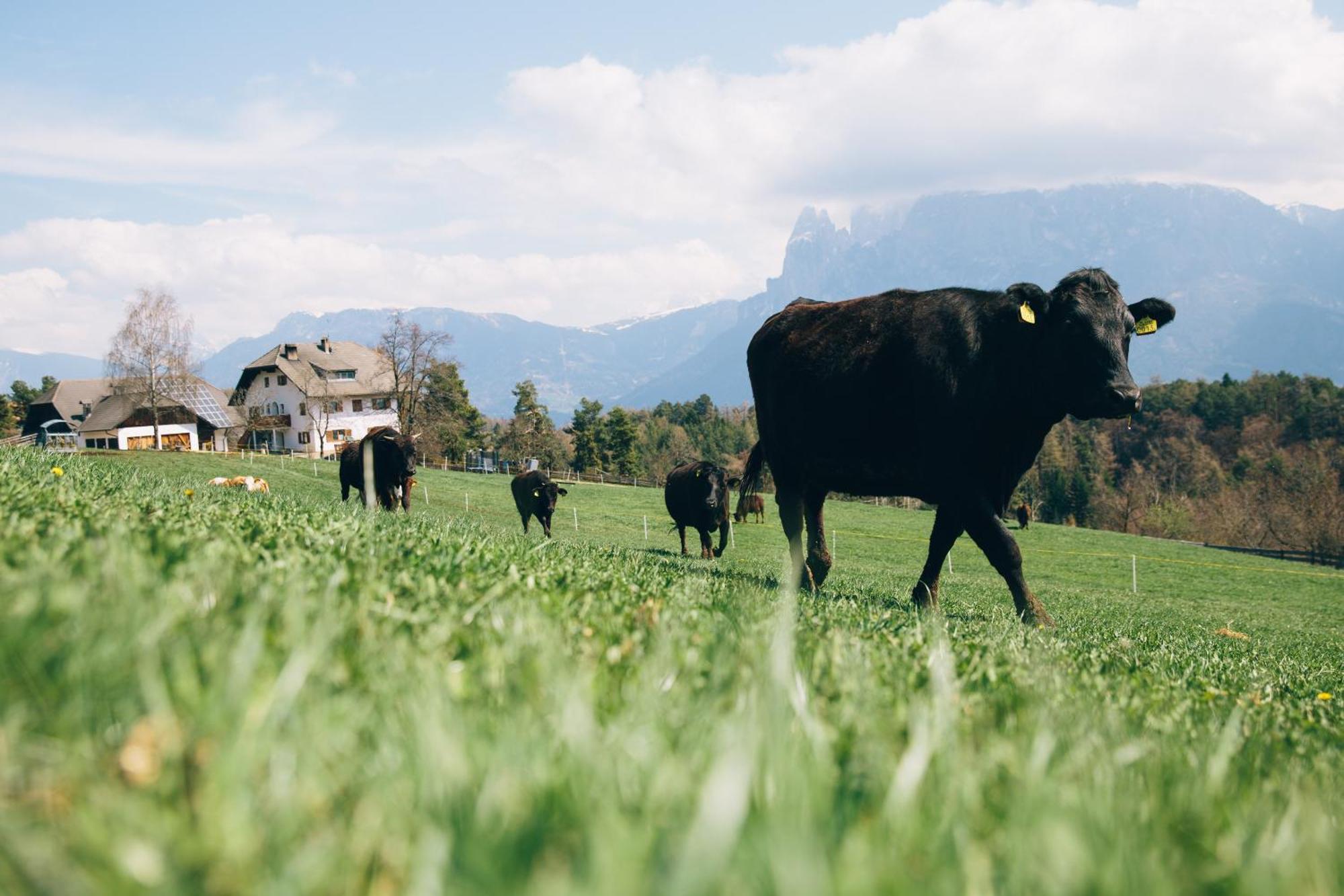 Alpin Farm Birke - Oberweidacherhof Collalbo Εξωτερικό φωτογραφία